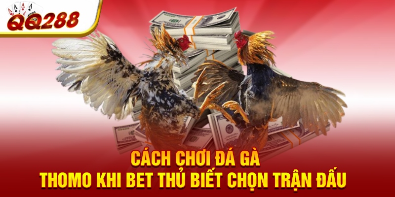 Cách chơi đá gà Thomo khi bet thủ biết chọn trận đấu Cách chơi đá gà Thomo khi bet thủ biết chọn trận đấu
