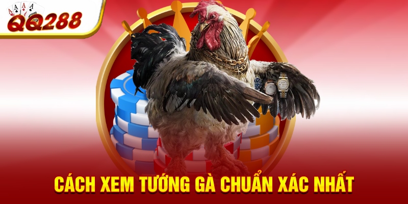Cách xem tướng gà chuẩn xác nhất Cách xem tướng gà chuẩn xác nhất