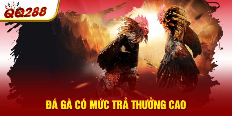 Đá gà có mức trả thưởng cao Đá gà có mức trả thưởng cao