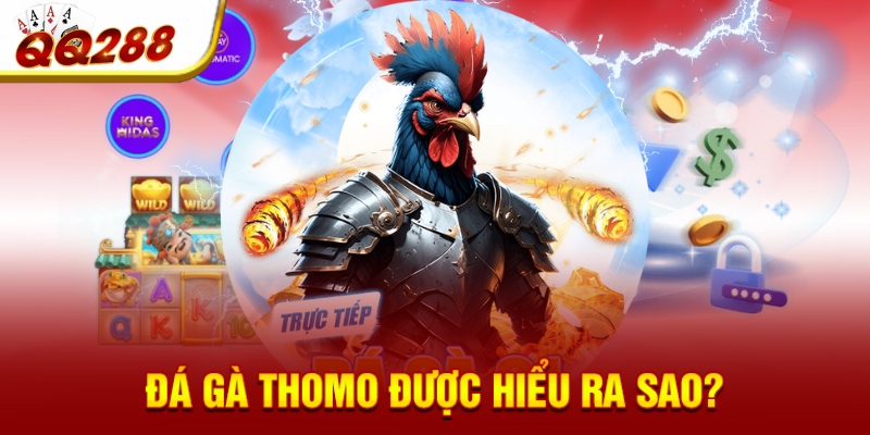 Đá gà Thomo được hiểu ra sao? Đá gà Thomo được hiểu ra sao?