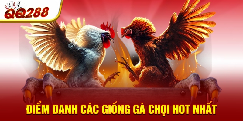 Điểm danh các giống gà chọi hot nhất Điểm danh các giống gà chọi hot nhất
