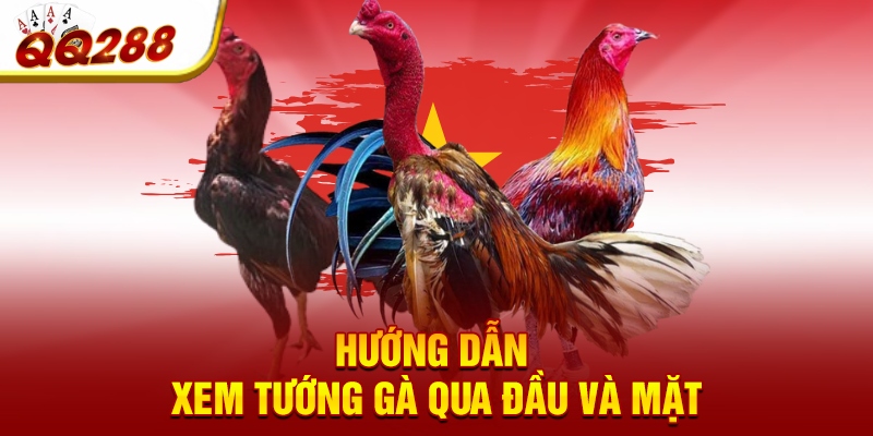 Hướng dẫn xem tướng gà qua đầu và mặt Hướng dẫn xem tướng gà qua đầu và mặt