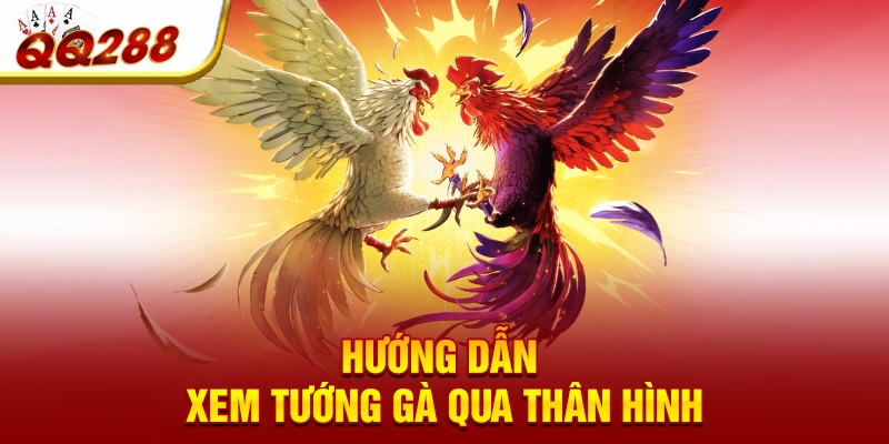 Hướng dẫn xem tướng gà qua thân hình Hướng dẫn xem tướng gà qua thân hình