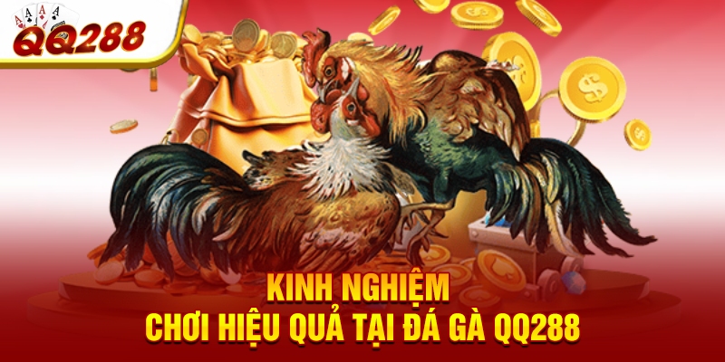 Kinh nghiệm chơi hiệu quả tại đá gà QQ288 Kinh nghiệm chơi hiệu quả tại đá gà QQ288