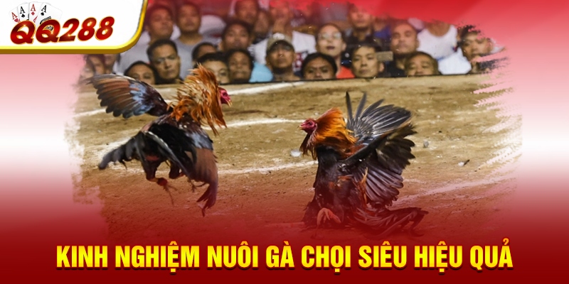 Kinh nghiệm nuôi gà chọi siêu hiệu quả Kinh nghiệm nuôi gà chọi siêu hiệu quả