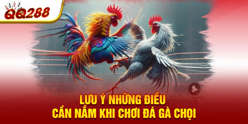 Lưu ý những điều cần nắm khi chơi đá gà chọi Lưu ý những điều cần nắm khi chơi đá gà chọi