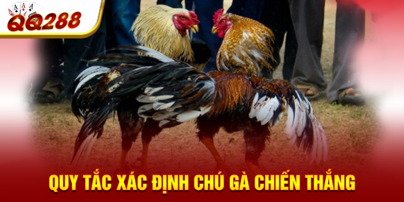 Quy tắc xác định chú gà chiến thắng Quy tắc xác định chú gà chiến thắng